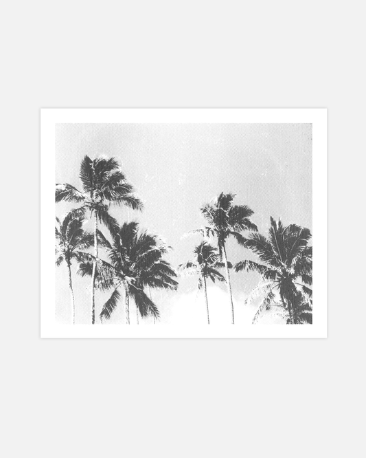 Palm Breezes